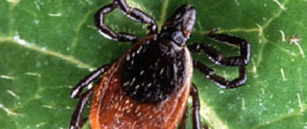 Deer-Tick