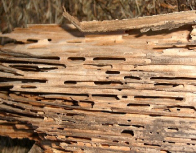Ant Damage