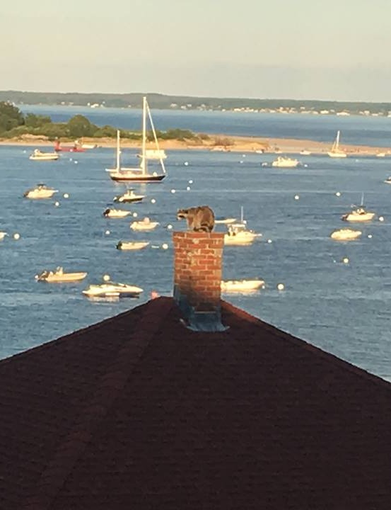 Raccoon on Chimney-Top