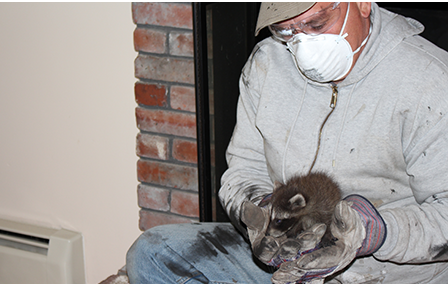 Captured Raccoon